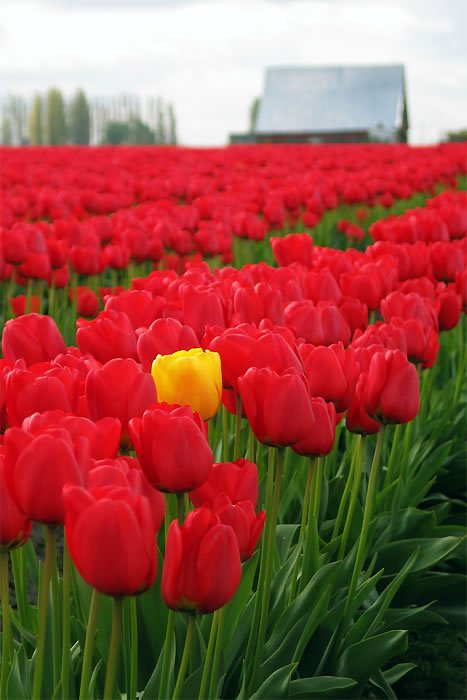 A vibrant field of red tulips featuring a single bright yellow tulip standing out among them.