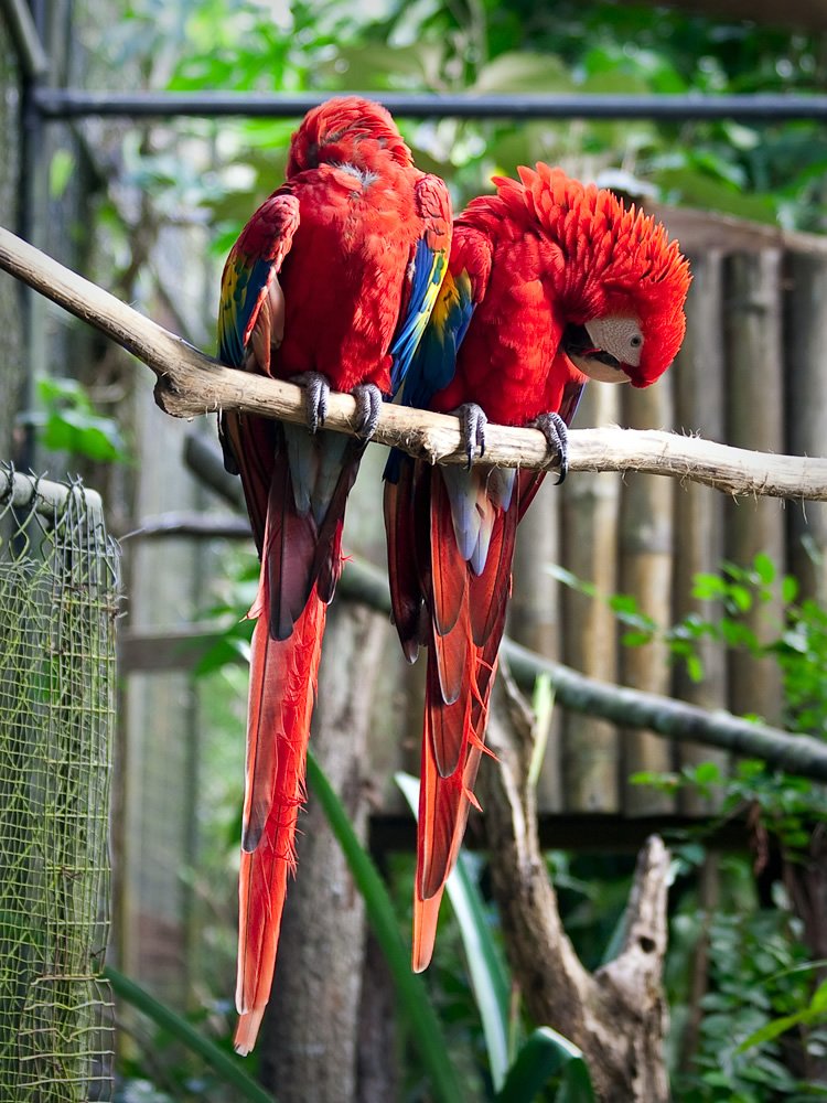 Two colorful scarlet macaws sit side by side on a branch in a lush, green aviary setting.
