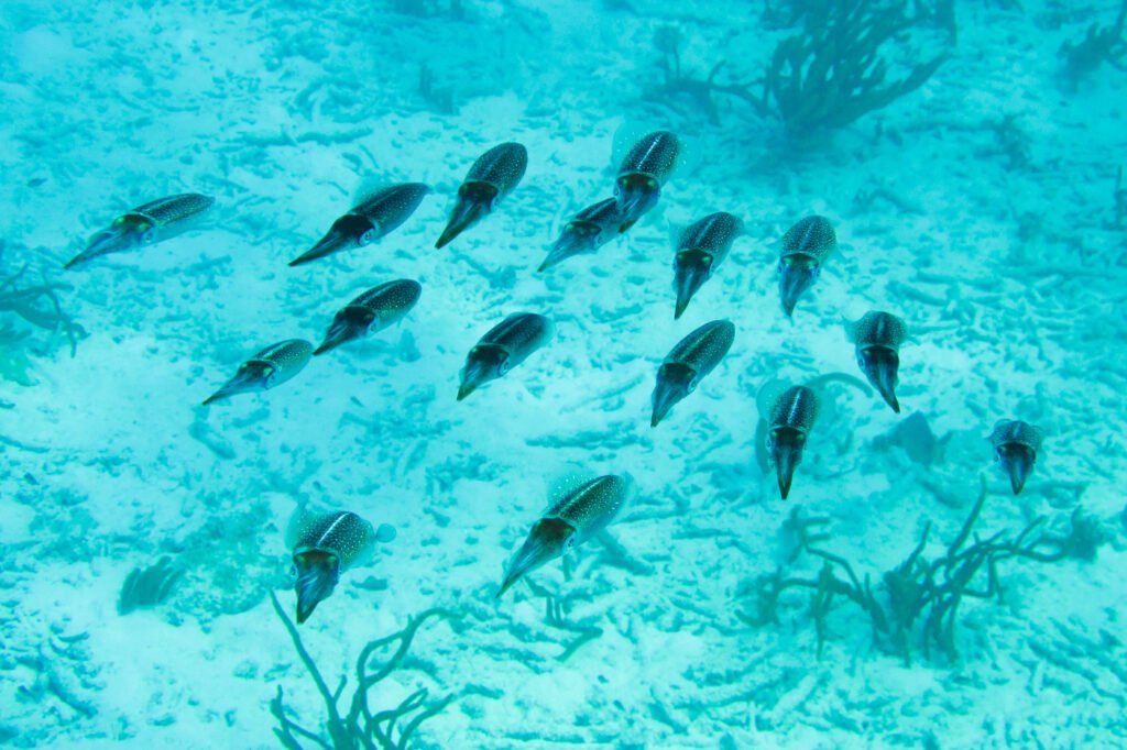A school of dark-colored fish swims gracefully near coral in clear turquoise waters. Fern-like sea plants add texture to the sandy ocean floor.