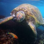 Waimoku Falls A sea turtle glides gracefully underwater, its detailed shell and flippers clearly visible. A small colorful fish swims nearby.
