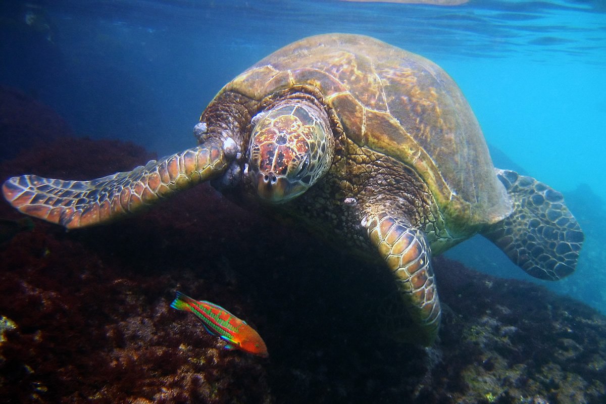 Sea Turtles at Black Rock A sea turtle glides gracefully underwater, its detailed shell and flippers clearly visible. A small colorful fish swims nearby.