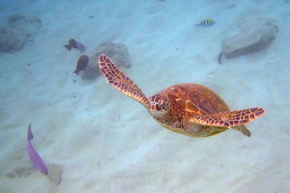A sea turtle swims gracefully through clear ocean water, accompanied by a purple fish and other colorful marine life.
