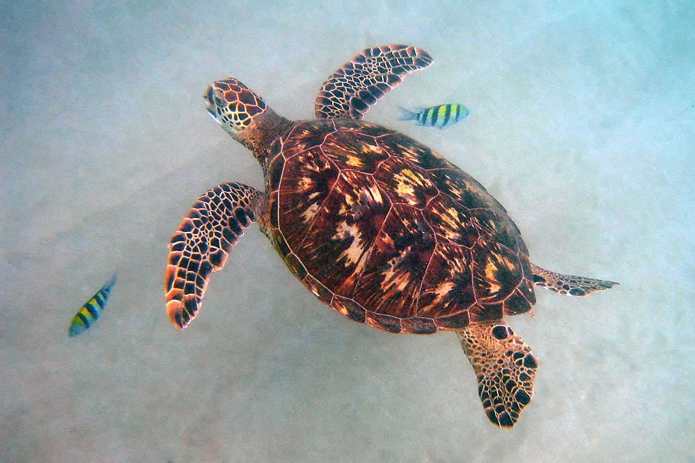 A sea turtle glides gracefully through the clear blue water, accompanied by small striped fish.