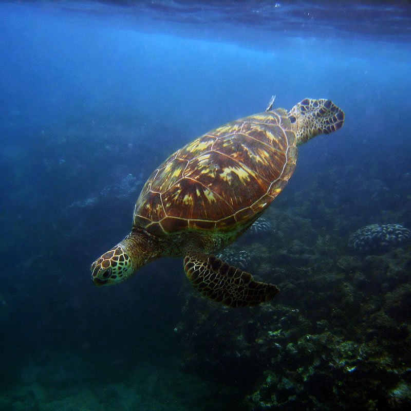 A sea turtle swims gracefully through clear blue ocean waters, its shell patterned with earthy tones.