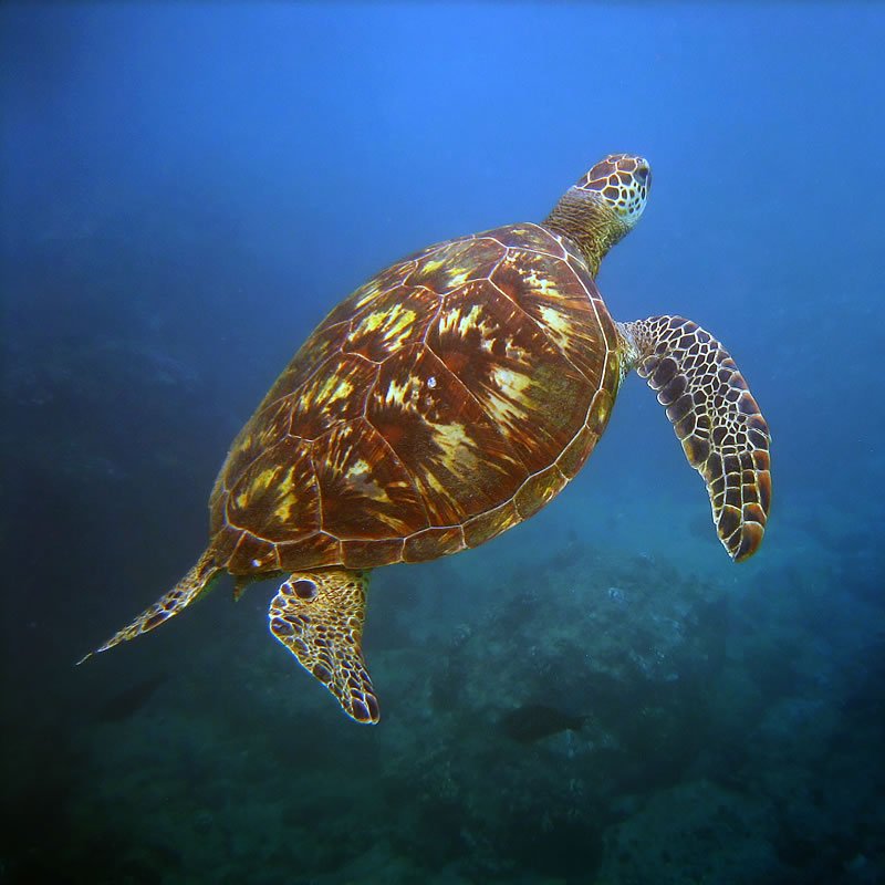A sea turtle glides effortlessly through the clear blue waters of the Pacific Ocean. Its patterned shell and outstretched flippers on display.