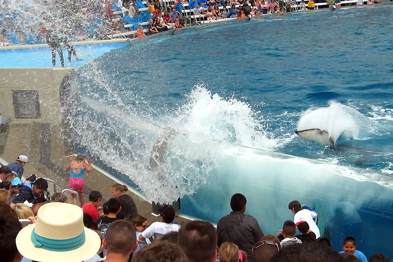 A sea lion splashes into the water during an engaging show. An audience watches as the orca performs in its pool.