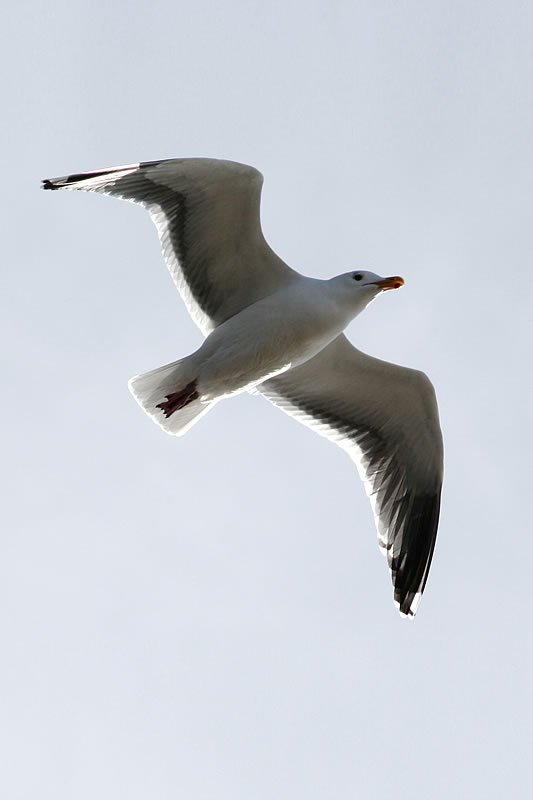 A seagull gracefully spreads its wings as it soars through the clear blue sky. Captured in a moment of serene freedom, this bird embodies the beauty of nature.
