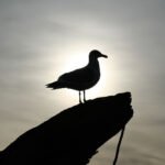 Marymere Falls A seagull perched on a rock, silhouetted against a bright, cloudy sky.