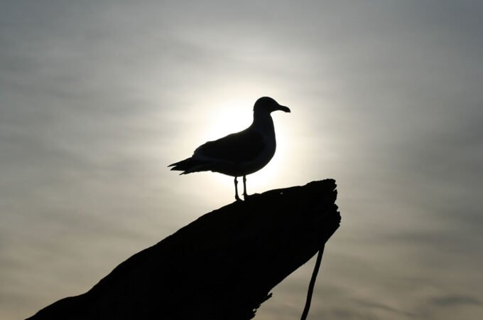 A seagull perched on a rock, silhouetted against a bright, cloudy sky.