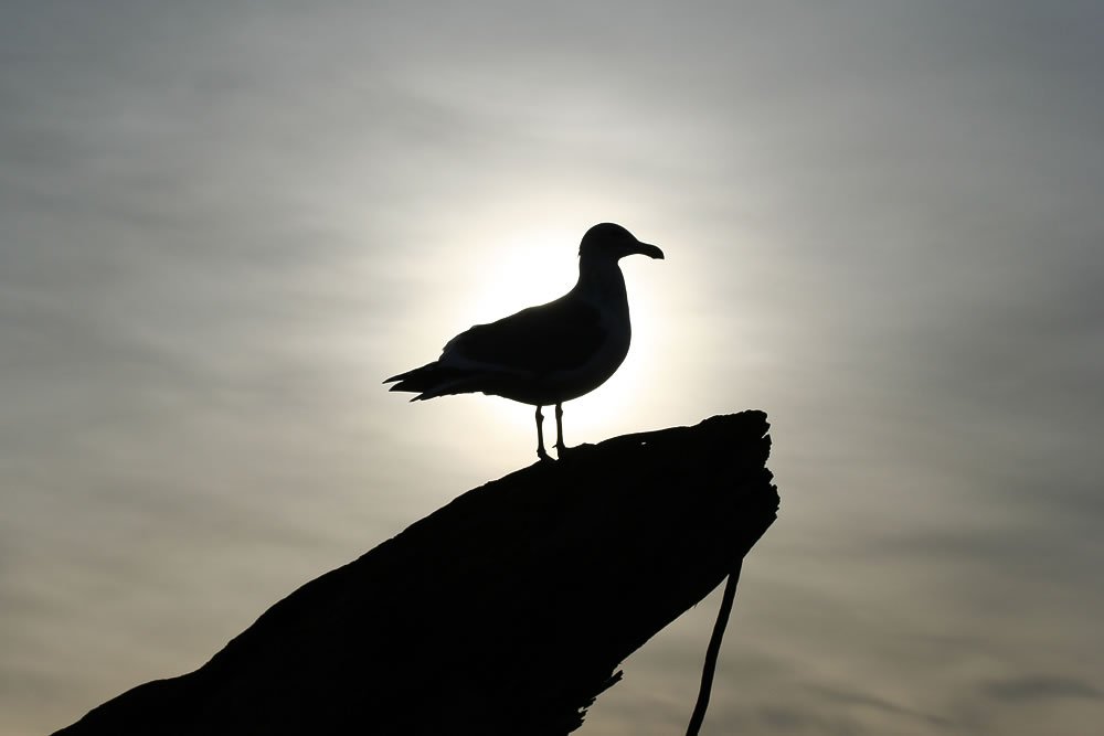 A seagull perched on a rock, silhouetted against a bright, cloudy sky.