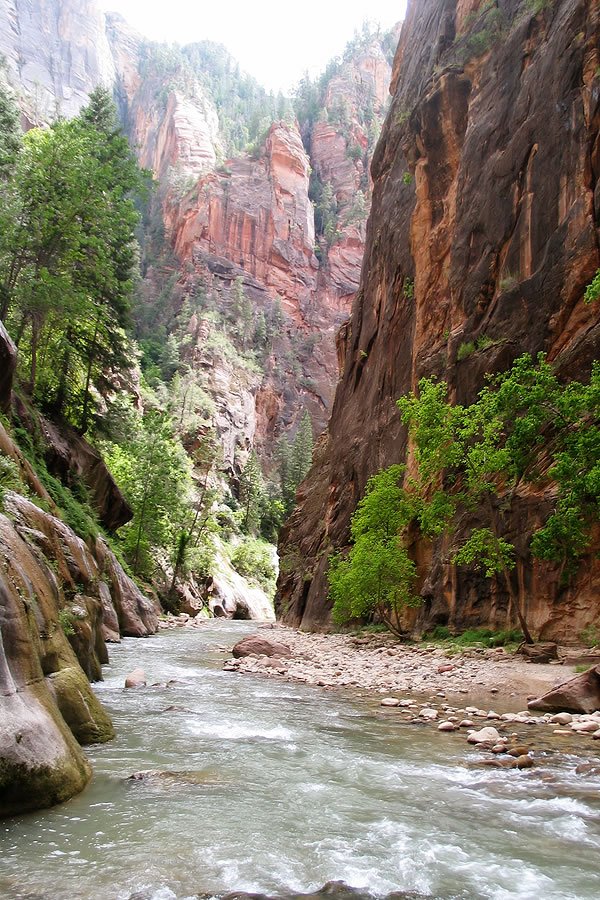 A tranquil stream flows through a narrow canyon surrounded by towering red rock cliffs and lush green vegetation. The clear water meanders over smooth stones, reflecting the surrounding nature's vibrant colors.