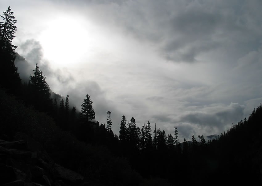 A serene view of silhouetted trees against a cloudy, bright sky in the Pacific Northwest.