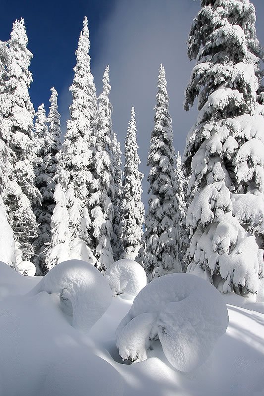 Tall evergreen trees heavily laden with snow against a clear blue sky, creating a serene winter landscape.