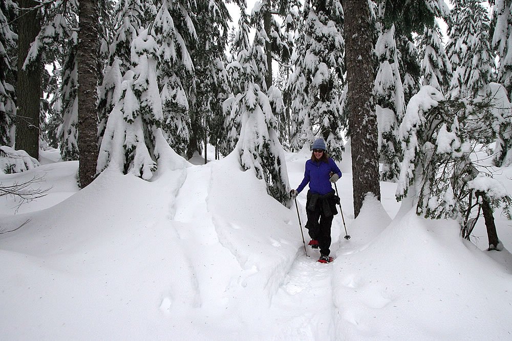 A person snowshoeing through a serene, snow-laden forest in the Pacific Northwest.
