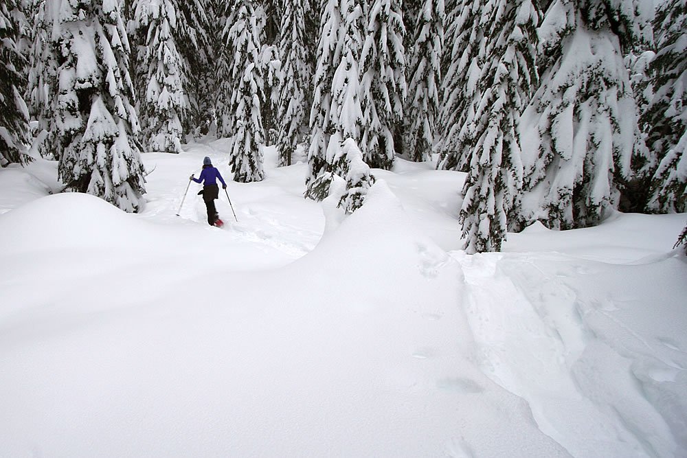 A person snowshoeing through a dense, snow-covered forest. The trees are heavily laden with snow, creating a serene winter landscape.