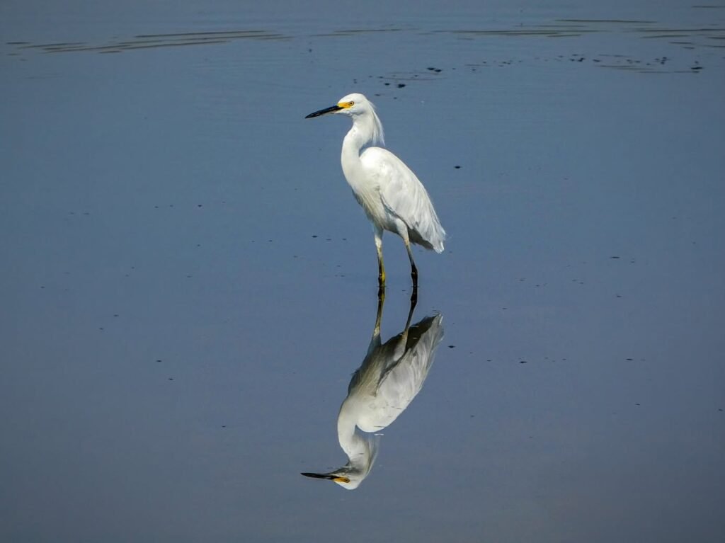 A Snowy Egret stands still in shallow water, its reflection mirrored below.