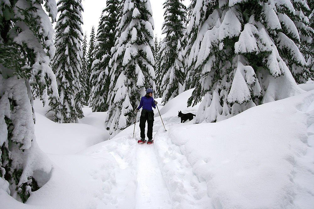 A person cross-country skiing through a snow-covered forest with a dog following.