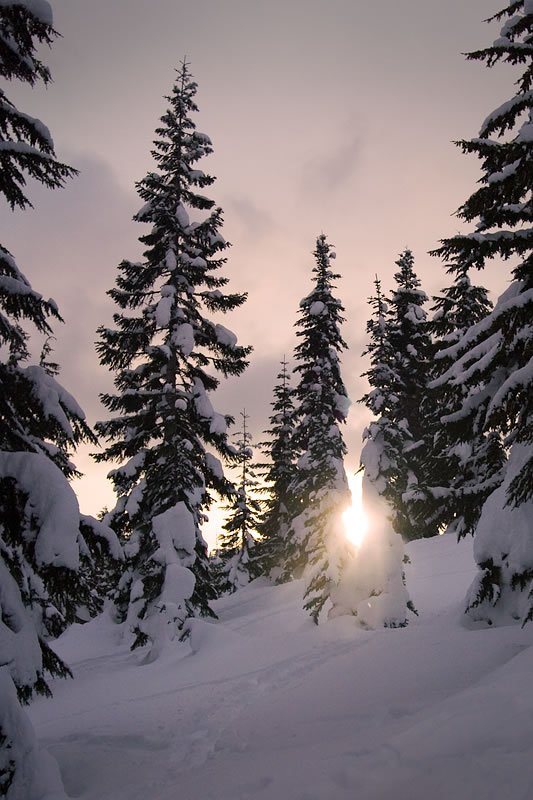 A serene winter scene featuring snow-covered evergreen trees under a pastel sky as the sun sets. The sunlight filters through the branches, casting a warm glow over the snowy landscape.