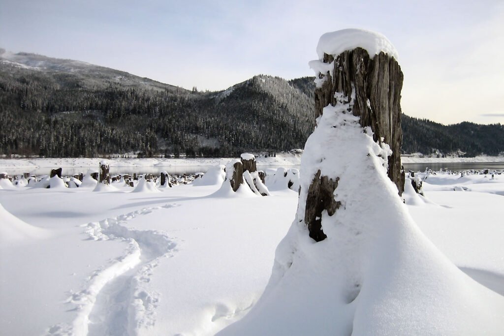 Footprints lead through a snow-covered field with a tree stump in the foreground.