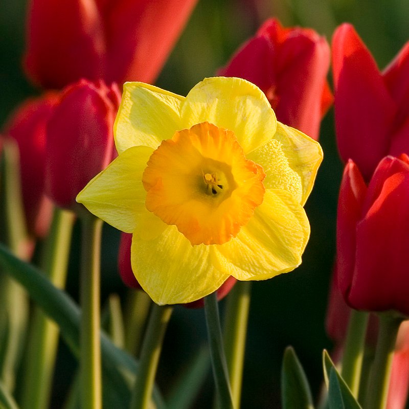 A close-up of bright yellow daffodils surrounded by vivid red tulips in a garden setting.