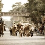 Dallas Arboretum Riders on horseback guide a herd of longhorn cattle under a sign reading 'Stockyards Station,' capturing a moment from the historic Fort Worth Stockyards. The scene is filled with spectators watching the traditional cattle drive.