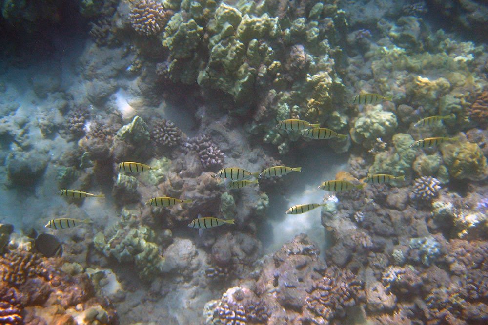 A dynamic underwater shot capturing a school of vibrant striped fish swimming over a diverse coral reef. The clarity of the water allows for a detailed view of the marine life below.