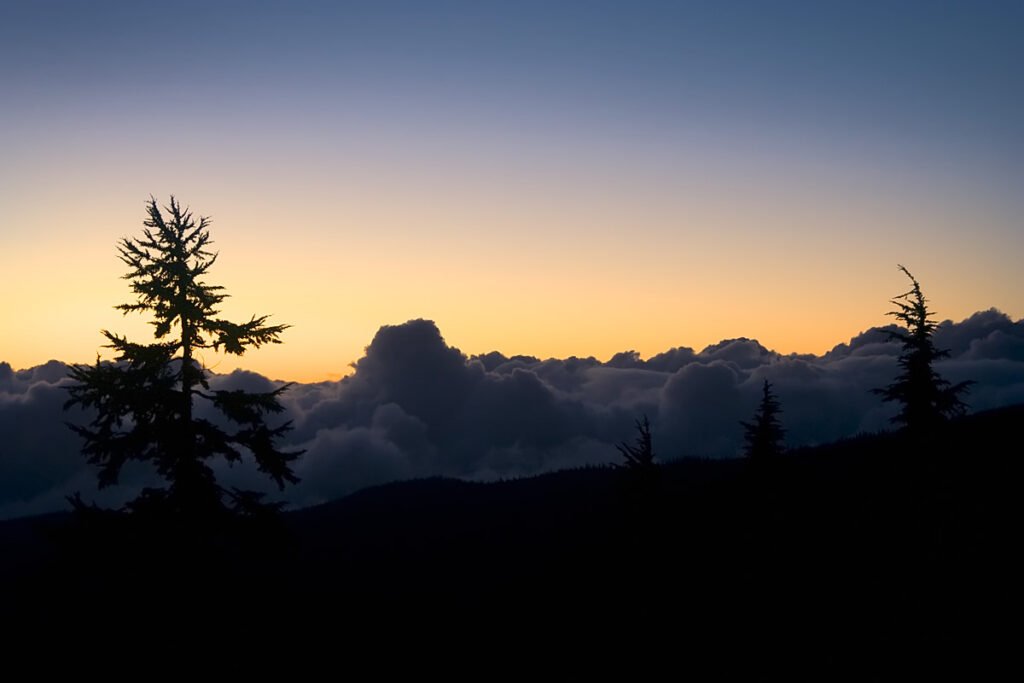 A serene sunset scene with silhouetted pine trees against a gradient sky.