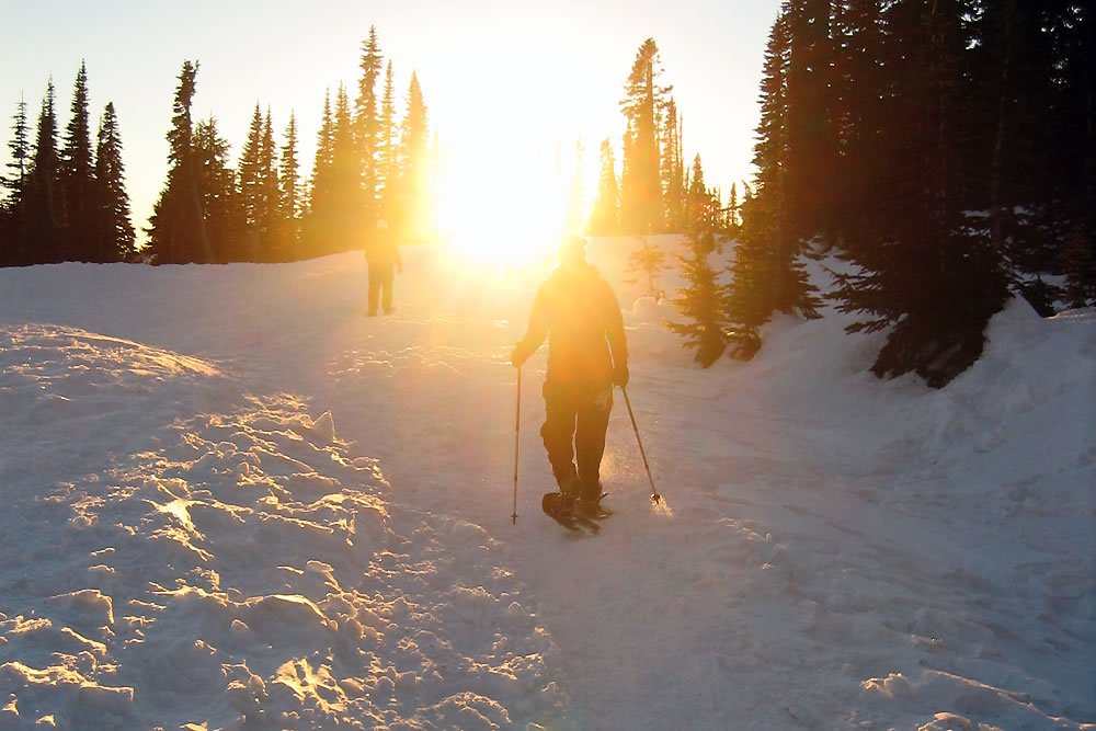 A person skiing down a snowy slope at sunset, surrounded by tall pine trees.