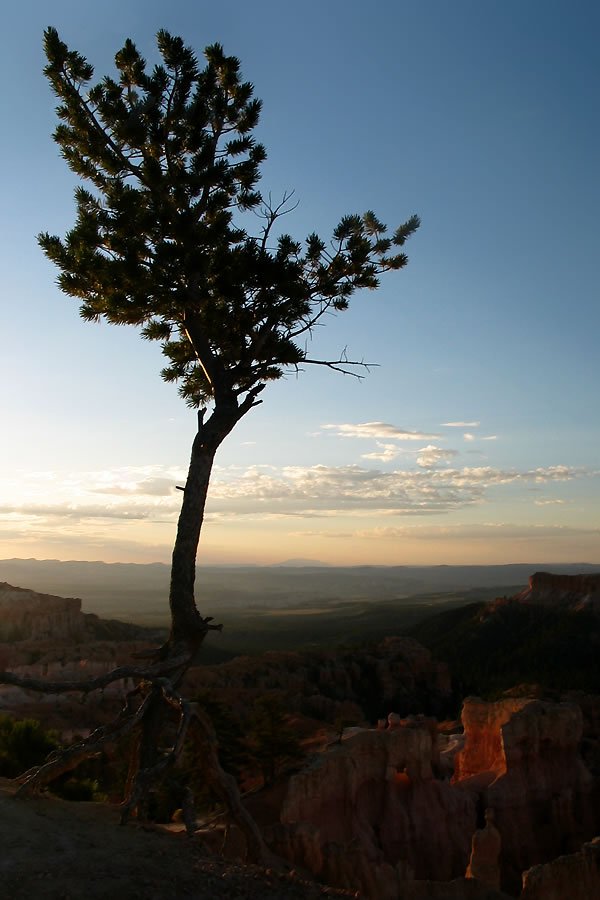 A tall, slender tree stands silhouetted against a vibrant sunset sky, overlooking a vast desert landscape.
