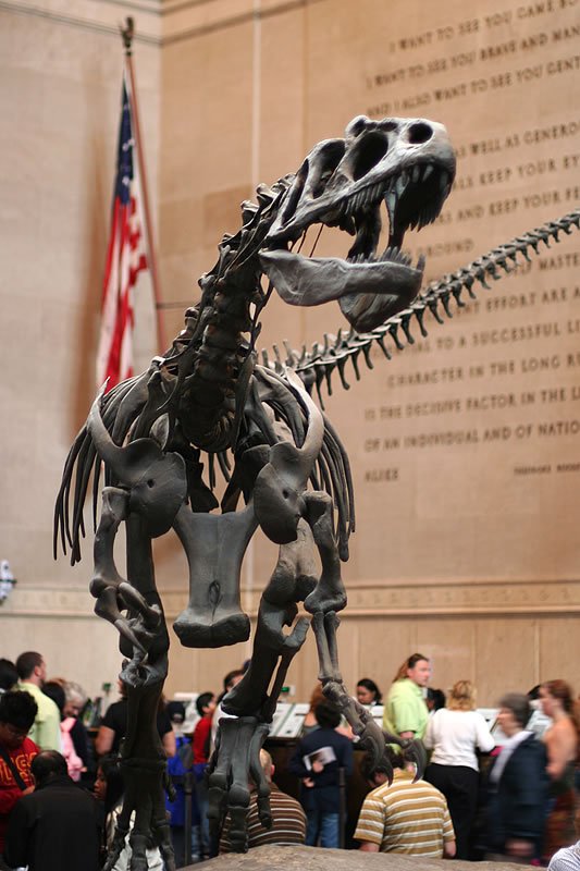 A large T-Rex dinosaur skeleton is showcased in a museum setting with an American flag and visitors nearby.