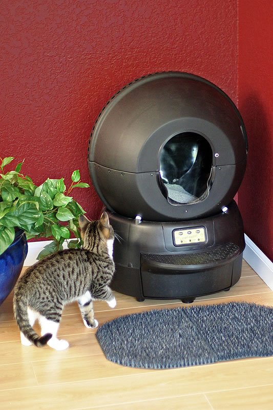 A tabby cat with white paws is sniffing around a modern automatic litter box in a cozy corner with a red wall and houseplant.