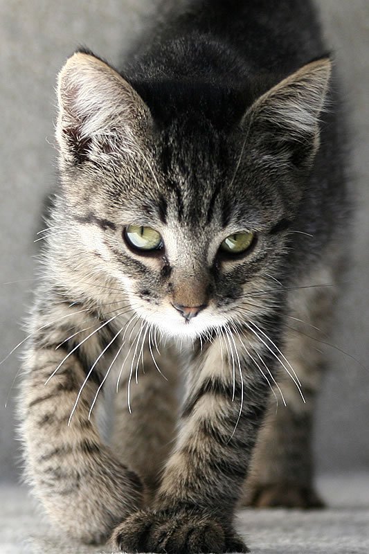 A young tabby cat with green eyes is walking forward, displaying curiosity.