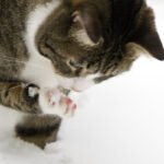 unBELIZEable! Tabby cat with pink paw pads cleaning itself in snow. Close-up of fluffy fur while winter grooming.