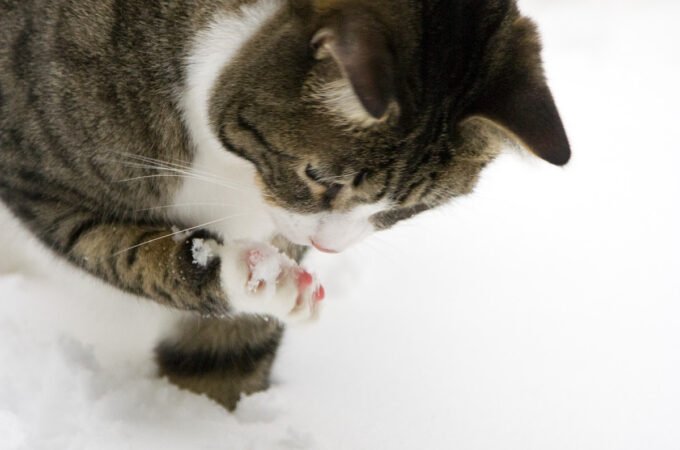 Tabby cat with pink paw pads cleaning itself in snow. Close-up of fluffy fur while winter grooming.