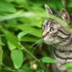 ARTOPIA A tabby cat with striking green eyes peers curiously through lush green foliage.