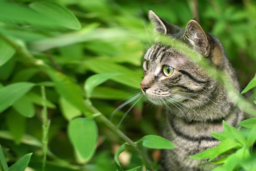 A tabby cat with striking green eyes peers curiously through lush green foliage.