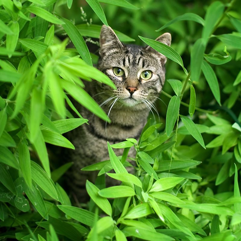 A tabby cat with bright green eyes peeks through dense green plants.