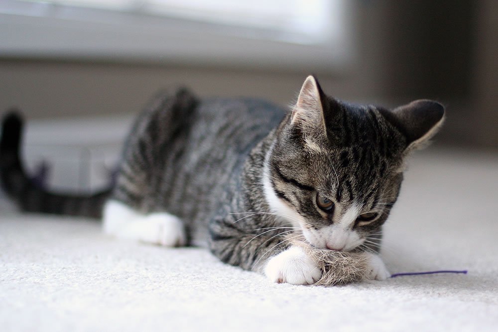 A relaxed tabby cat with white paws lies comfortably on a light-colored carpet, its head resting gently on its front paws.