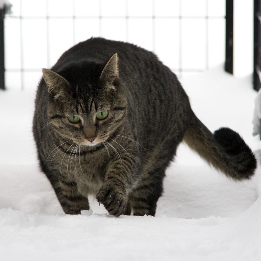 A tabby cat with striking green eyes walks through a snowy landscape, near a black wire fence