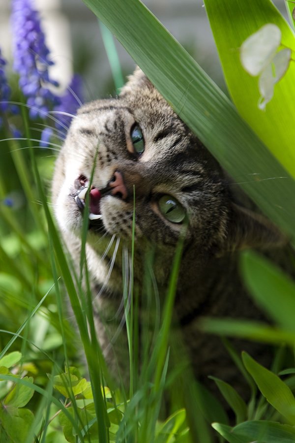 A tabby cat is nestled among lavender and green foliage, appearing curious and playful with its mouth slightly open.