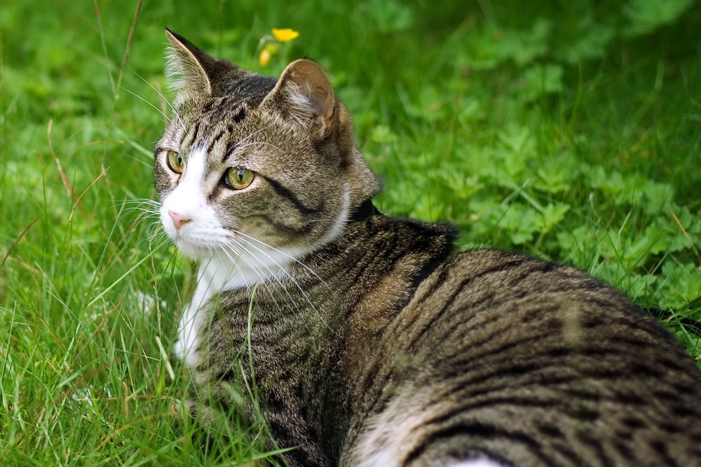 A striking tabby cat with vivid green eyes sitting amidst vibrant green grass.