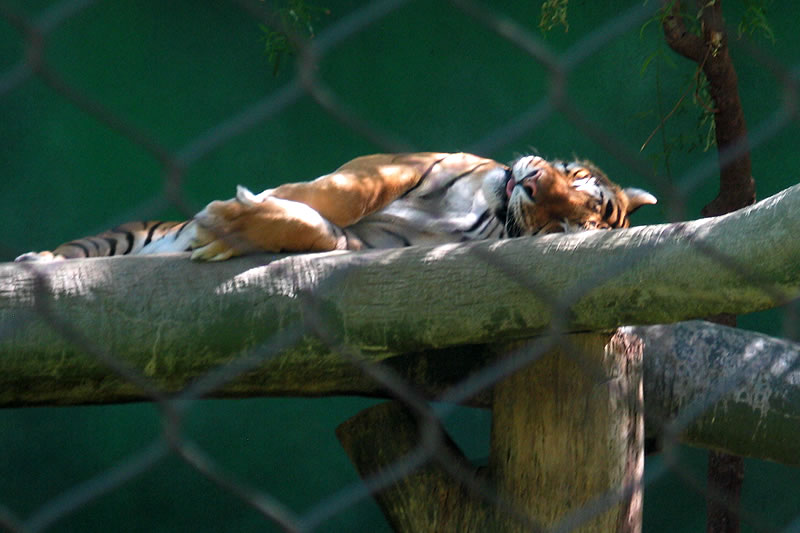 A resting tiger viewed through chain-link fencing, curled atop a thick branch inside an enclosure. Sunlight highlights its orange and black stripes against green background foliage.