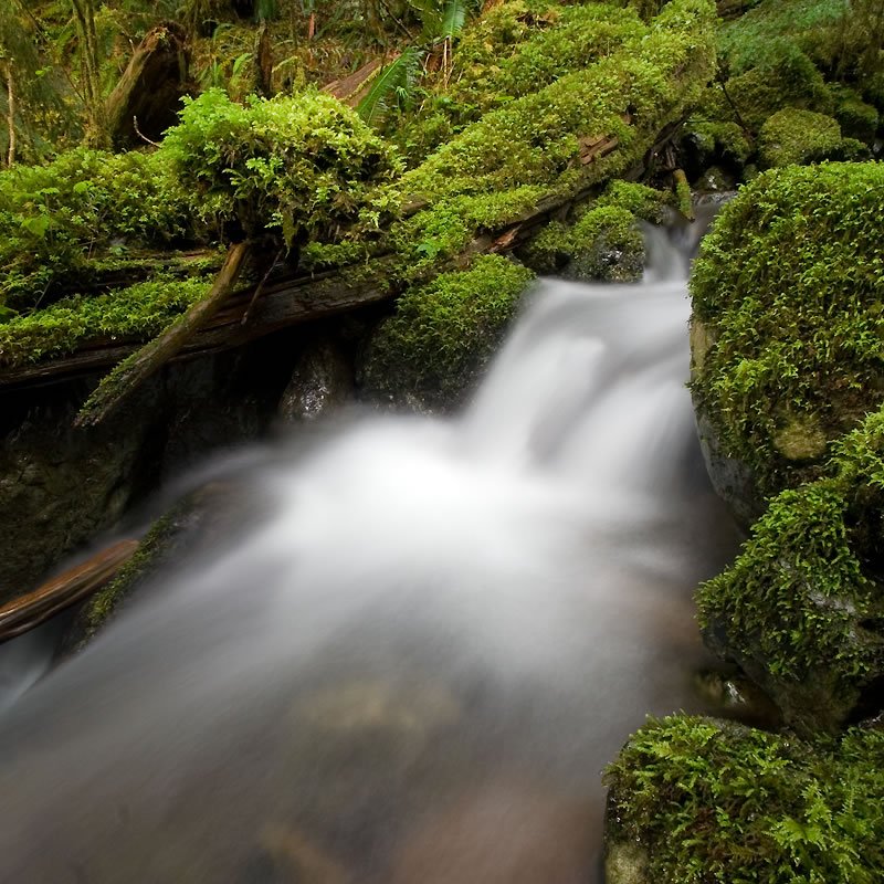A serene stream flows gently through a lush, moss-covered forest in the Pacific Northwest.