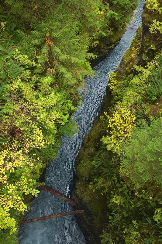 A serene stream winds through a vibrant green forest, showcasing the natural beauty of the Pacific Northwest. Photo by John & Kristie.