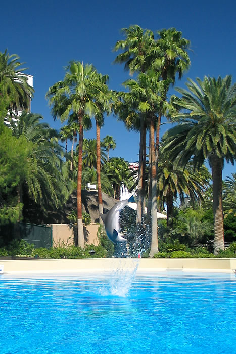 A sunny day scene featuring tall palm trees and a clear blue swimming pool. The foreground shows the calm water surface while the background includes lush greenery.