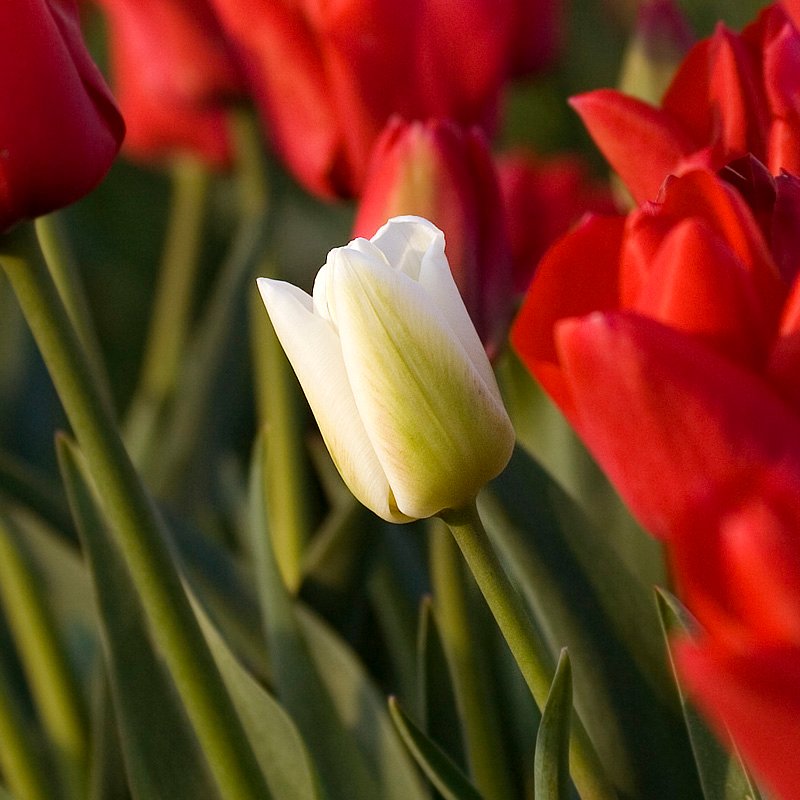 Close-up of red and white tulips with green stems under sunlight.