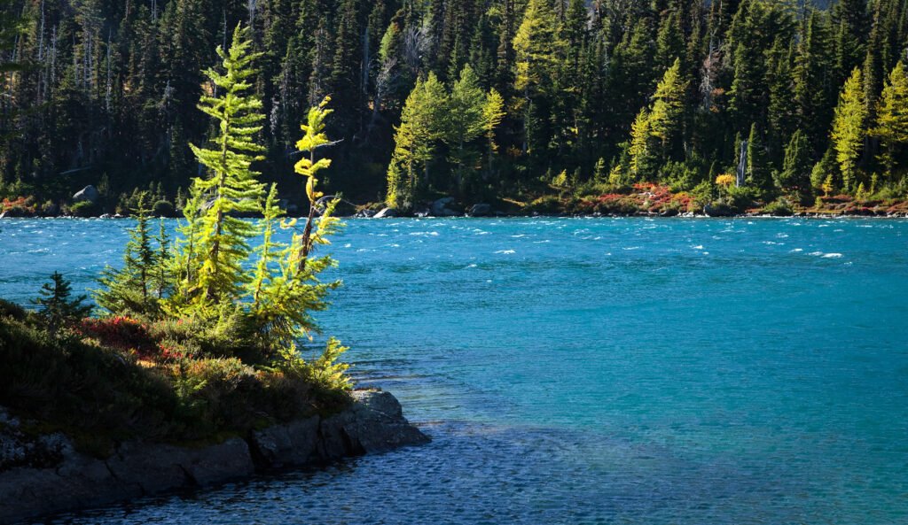A serene river with crystal-clear turquoise water flows through a dense forest. The trees lining the banks are tall and vibrant, with their green needles catching the sunlight.