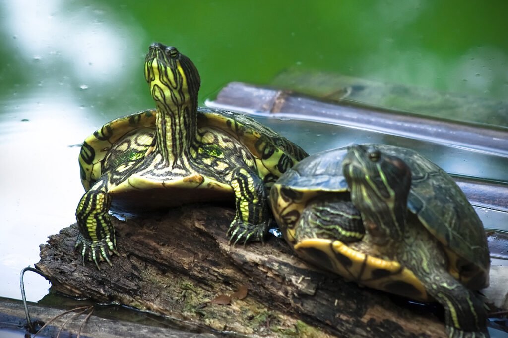 Two turtles perched on a log in a green, serene environment.