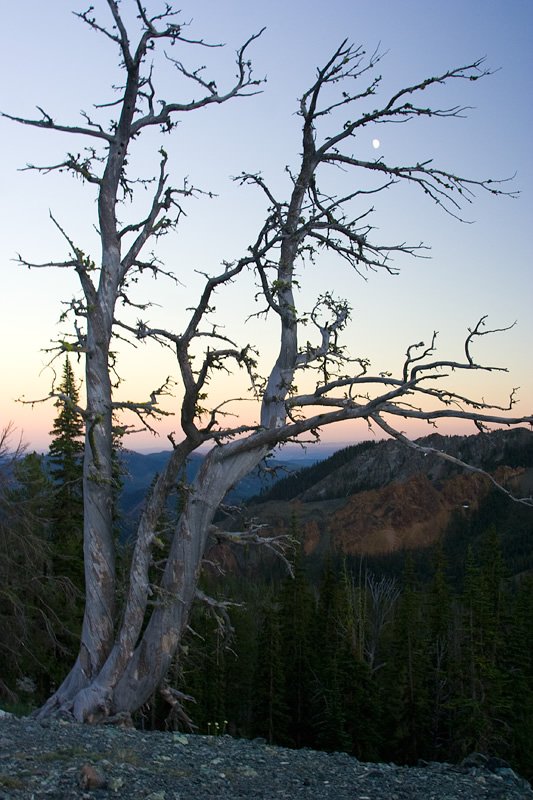 Bare trees stand silhouetted against a twilight sky with mountains in the background.