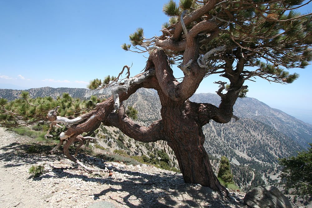 A beautifully twisted pine tree stands on a rocky mountain path under clear blue skies.